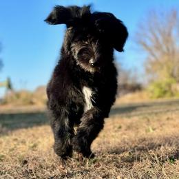 Sheepadoodle Puppies from Mulberry Ride Doodles