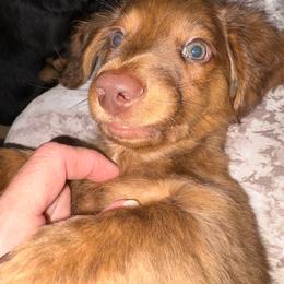 Hershey - Dapple male Dachshund puppy in Cooper, Texas from Sassy Kat’s Dachshunds