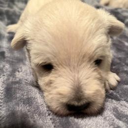 Little girl - Wheaten female Scottish Terrier puppy in Madera, California from Judyz Scotties