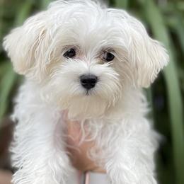 Maltese from Alina's Maltese