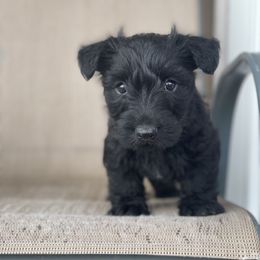 Scottish Terrier Puppies from Heart of America Scotties