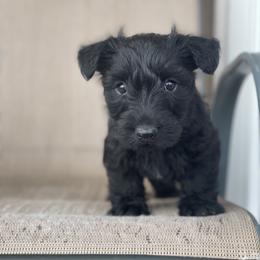 Scottish Terrier Puppies from Heart of America Scotties