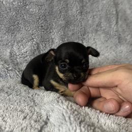 Boy 1 - male Chihuahua puppy in Helena, Alabama from HaloHavenChihuahuas