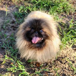 Prince - Pekingese