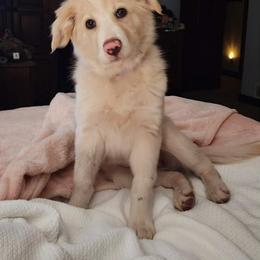 Lucy - Gold female Border Collie puppy in Watsontown, Pennsylvania from Kate Gresham