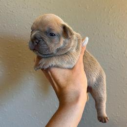 Lilac fawn male from OFA'd parents - Fawn and white male French Bulldog puppy in Billings, Montana from Montana Made Frenchies
