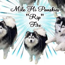 Rip - Pomsky