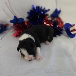 Girl 3 - Black & white female Australian Shepherd puppy in Lakeland, Florida from Diamond P Australian Shepherds