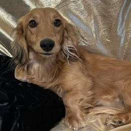 Elvis - Dachshund