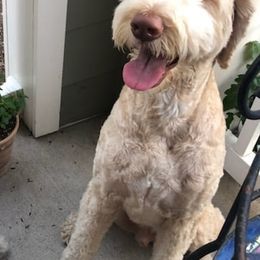 Labradoodles from Ari's Labradoodles