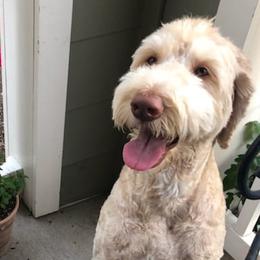 Labradoodles from Ari's Labradoodles