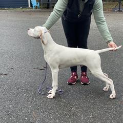 Pointer Puppies from Prosperity Pointers