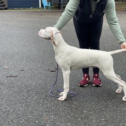 Pointer Puppies from Prosperity Pointers