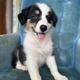 Lila - Tri-color female Border Collie puppy in Surgoinsville, Tennessee from Smokey Mountain Vizslas & Border Collies