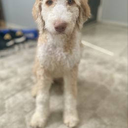 Baci, Trained F2B Bernedoodle with curly coat - Yellow and white female Bernedoodle puppy in Douglas, Arizona from Starry-Eyed Mini Aussies with Tails
