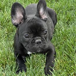Daisy - Black and white female French Bulldog puppy in Frederick, Colorado from Couture’s Frenchies