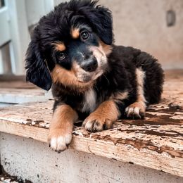 Miniature American Shepherd and Miniature Australian Shepherd Puppies from Whiskeytown Aussies