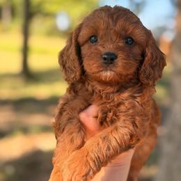 Braxton - Red male Cavapoo puppy in Melissa, Texas from Southern Love Cavapoos & Maltipoos