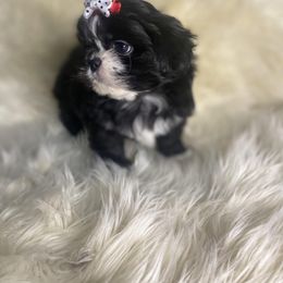 Shih Tzu Puppies from Keepin' it X-tra Shih-Tzu