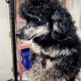 Dre - Poodle