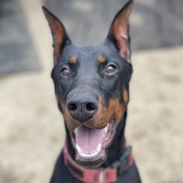 Agatha - Doberman Pinscher