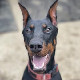 Agatha - Doberman Pinscher