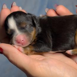Diamond - Tri-color female Bernedoodle puppy in Bradenton, Florida from Peanut Butter Doodles