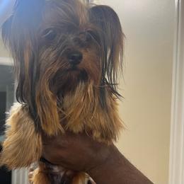 Rocket - Black and tan male Yorkshire Terrier puppy in Memphis, Tennessee from Mid-South Yorkie’s, LLC