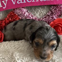 Romeo - Black and tan male Dachshund puppy in Fallon, Nevada from Desert Doxies