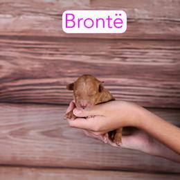 Brontë - Red  female Goldendoodle puppy in Calhoun, Georgia from Happy Top Doodles