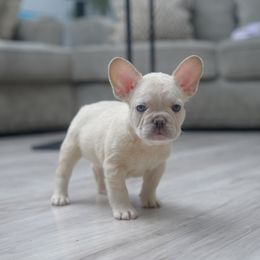 Red Ranger - White male French Bulldog puppy in Austin, Texas from ourfrenchies2yours
