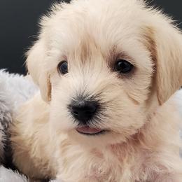 Girl 2 - Schnoodle puppy from Eveleigh Acres Puppies