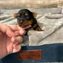 John - Black and gold male Yorkshire Terrier puppy in Osseo, Michigan from Smiths Fluffy butts