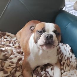 Companion Cross and French Bulldog Puppies from Legends Frenchton's, French Bulldogs & French Bullhuahua's