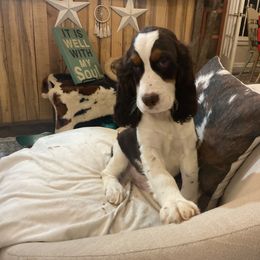 Sage - Liver white and tan male English Springer Spaniel puppy in Comer, Georgia from Stratton Spaniels