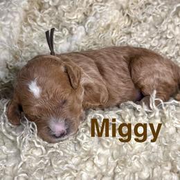 Miggy - Apricot female Cavapoo puppy in Chelan, Washington from North Cascades Doodles