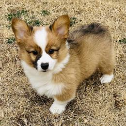 Bellamy - Sable female Pembroke Welsh Corgi puppy in Cashion, Oklahoma from Shabby Chic Corgis