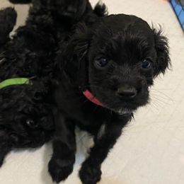 Cockapoos from Westside Doodles