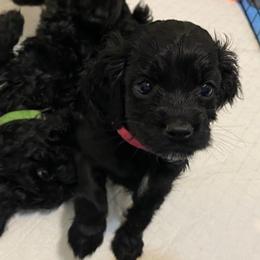 Cockapoos from Westside Doodles