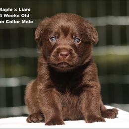 Tan - Chocolate male Labrador Retriever puppy in Huntington, Texas from Soggy Bottom Retrievers