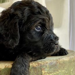 Australian Labradoodles from Rouxdle Douxdle