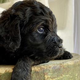 Australian Labradoodles from Rouxdle Douxdle