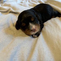 Cavalier King Charles Spaniel and Cavapoo Puppies from Cavalier Girls