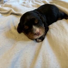 Cavalier King Charles Spaniel and Cavapoo Puppies from Cavalier Girls