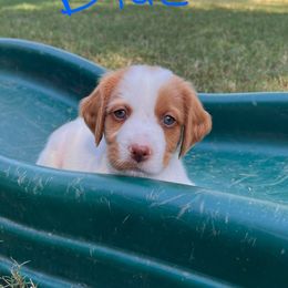 Blue Boy - Orange and white male Brittany puppy in Milner, Georgia from Hi-Hope Kennel