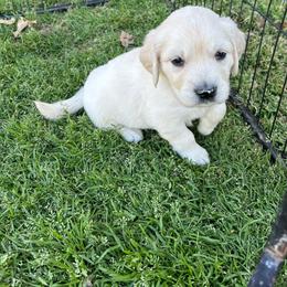 Male 6 - Light golden male Golden Retriever puppy in Garland, Texas from RFGoldens