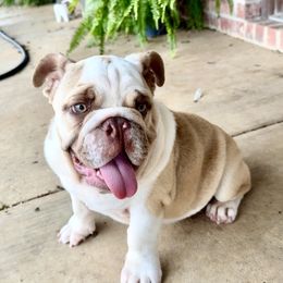 Toby - Fawn female Bulldog puppy in Ben Lomond, Arkansas from Miesha Carver's Bulldogs