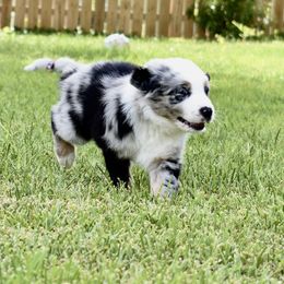 Australian Shepherd Puppies from Ellie Mae Aussies