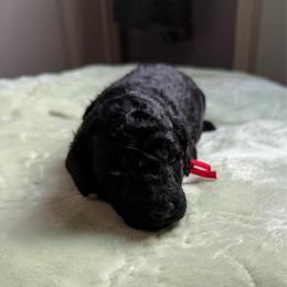 AKC Apollo - Red - Black male Poodle puppy in Baytown, Texas from Charlotte & Co. Miniature Poodles
