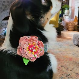 Miniature American Shepherd All Grown Up from Holly Hill Mini Aussies